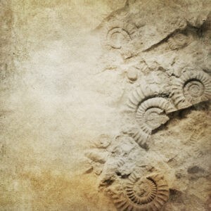 Panneau alu ammonite sur mesure